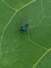 Condylostylus armipes