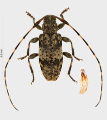 Leiopus linnei