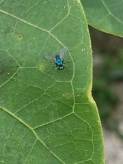 Condylostylus armipes
