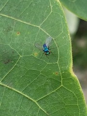 Condylostylus armipes