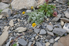 Jacobaea incana