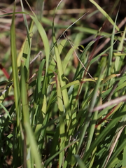 Andropogon distachyos