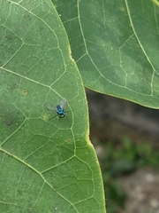 Condylostylus armipes