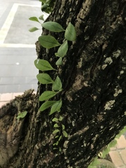 Lemmaphyllum microphyllum