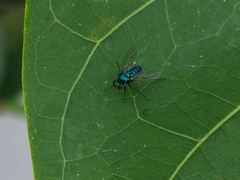 Condylostylus armipes
