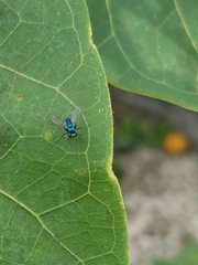 Condylostylus armipes