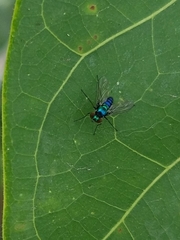 Condylostylus armipes