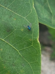 Condylostylus armipes