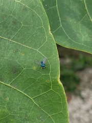 Condylostylus armipes