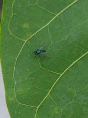 Condylostylus armipes