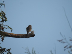 Accipiter badius