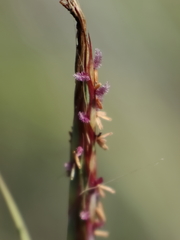 Andropogon distachyos