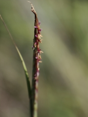 Andropogon distachyos