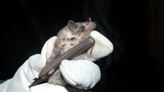 Leptonycteris nivalis