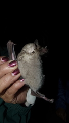 Leptonycteris nivalis