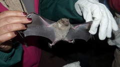 Leptonycteris nivalis