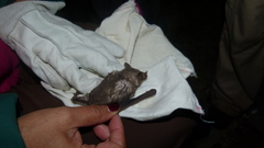 Leptonycteris nivalis