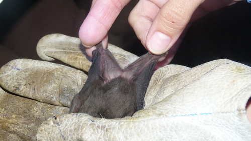 Toltec Fruit-eating Bat