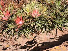 Fascicularia bicolor bicolor