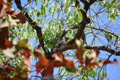 Batrachostomus moniliger