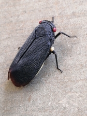 Acraephia perspicillata