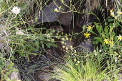 Bupleurum mundii