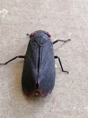 Acraephia perspicillata