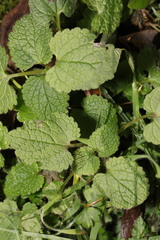Lamium maculatum