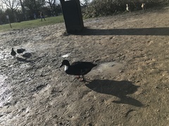 Anas platyrhynchos domesticus