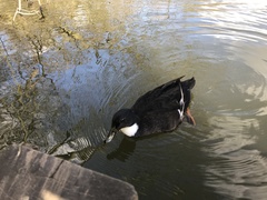 Anas platyrhynchos domesticus