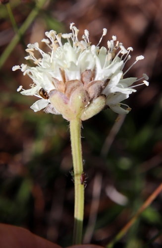 Image of Cephalaria galpiniana by (c) Tony Rebelo, some rights reserved (CC BY-SA)