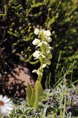 Pterygodium leucanthum