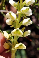 Pterygodium leucanthum