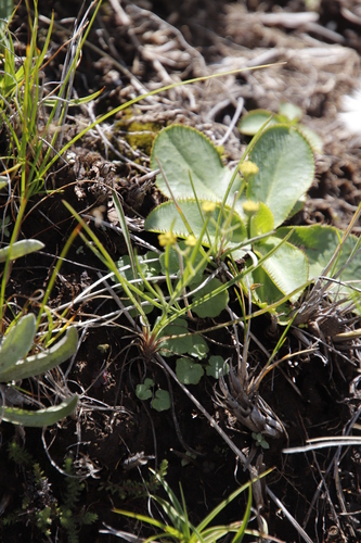 Image of Alepidea thodei by (c) Tony Rebelo, some rights reserved (CC BY-SA)