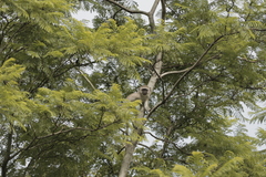 Chlorocebus pygerythrus pygerythrus