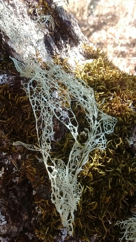 iNaturalist observation photo of lace lichen