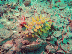 Polymastia hirsuta