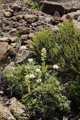 Pterygodium leucanthum