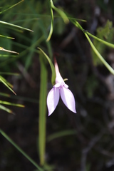 Brownleea macroceras