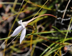 Brownleea macroceras