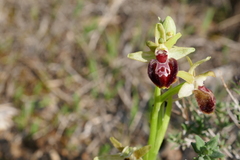 Ophrys sphegodes provincialis