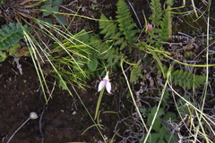 Brownleea macroceras