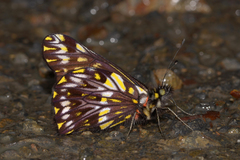 Catasticta aureomaculata