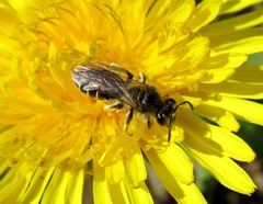 Andrena ventralis