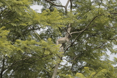 Chlorocebus pygerythrus pygerythrus