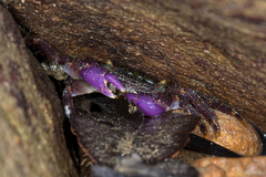 Metopograpsus