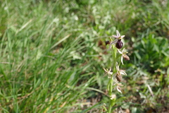 Ophrys exaltata arachnitiformis