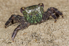 Metopograpsus