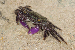 Metopograpsus