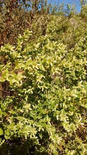 iNaturalist observation photo of coyote brush